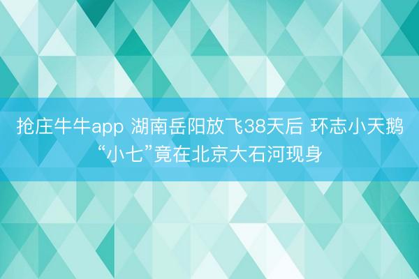 抢庄牛牛app 湖南岳阳放飞38天后 环志小天鹅“小七”竟在北京大石河现身