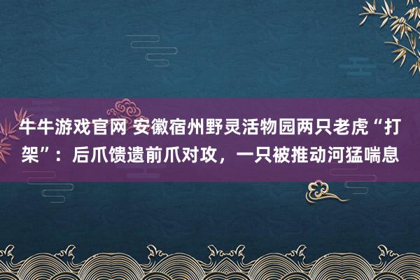 牛牛游戏官网 安徽宿州野灵活物园两只老虎“打架”：后爪馈遗前爪对攻，一只被推动河猛喘息
