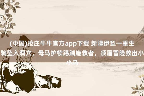 (中国)抢庄牛牛官方app下载 新疆伊犁一重生马驹坠入洞穴,母马护犊踢踹施救者,须眉冒险救出小马