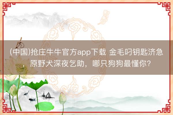 (中国)抢庄牛牛官方app下载 金毛叼钥匙济急，原野犬深夜乞助，哪只狗狗最懂你?