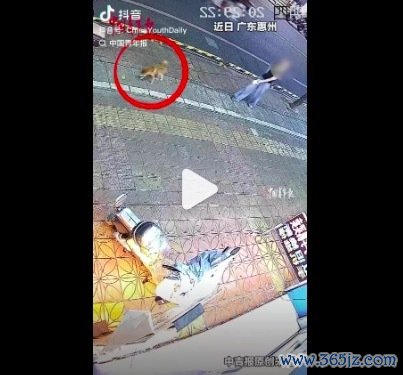 奶牛猫护同伴冲出去老师小狗
